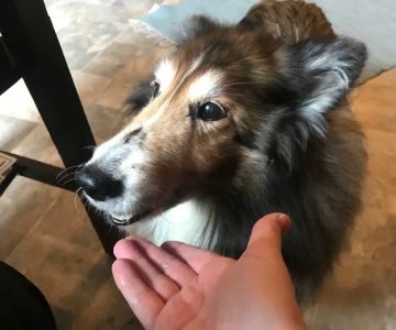 Joy-Chi Veterinary Acupuncture