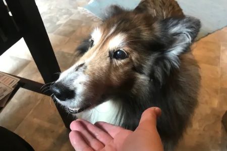 Joy-Chi Veterinary Acupuncture