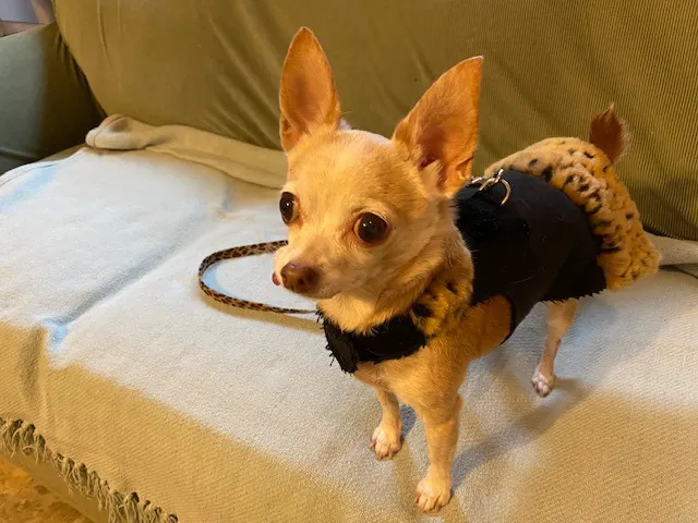 Joy-Chi Veterinary Acupuncture 3
