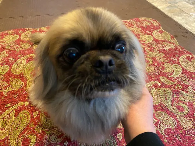 Joy-Chi Veterinary Acupuncture 4