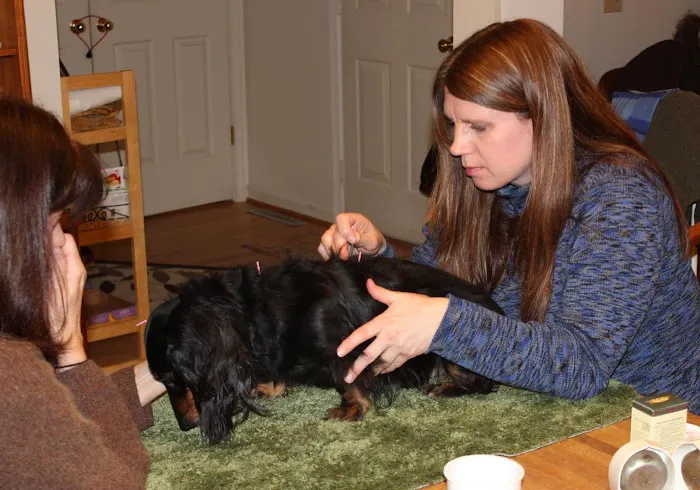 Joy-Chi Veterinary Acupuncture 10