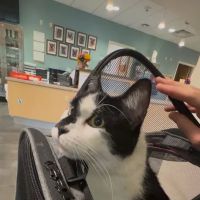 Langley Veterinary Clinic ico