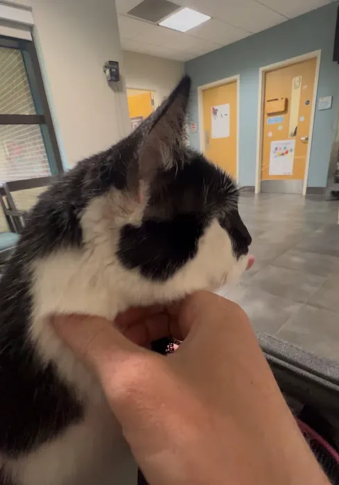 Langley Veterinary Clinic 12
