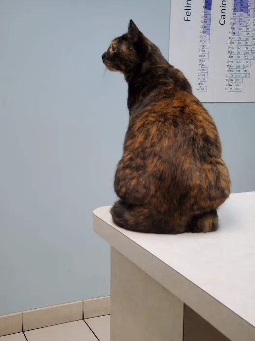 Poquoson Veterinary Hospital: Russ Bailey, DVM 12