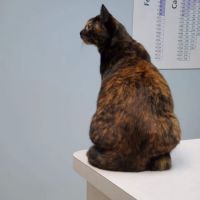 Poquoson Veterinary Hospital: Russ Bailey, DVM ico