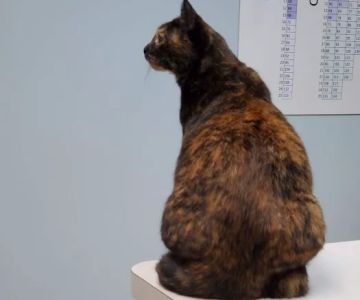 Poquoson Veterinary Hospital: Russ Bailey, DVM
