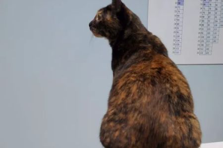 Poquoson Veterinary Hospital: Russ Bailey, DVM