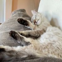 Poquoson Veterinary Hospital ico