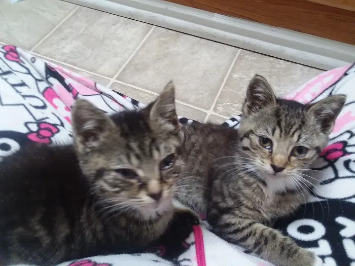 Gates County Animal Clinic: Johnston Peggy A DVM 1