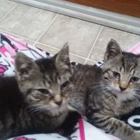 Gates County Animal Clinic: Johnston Peggy A DVM ico