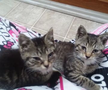Gates County Animal Clinic: Johnston Peggy A DVM