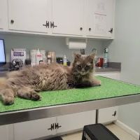 Gates County Animal Clinic ico