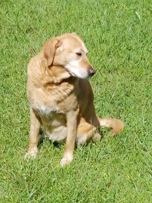 Gates County Animal Clinic 10