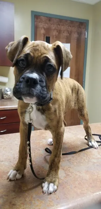 Lannon's Animal Hospital 1