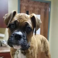 Lannon's Animal Hospital ico