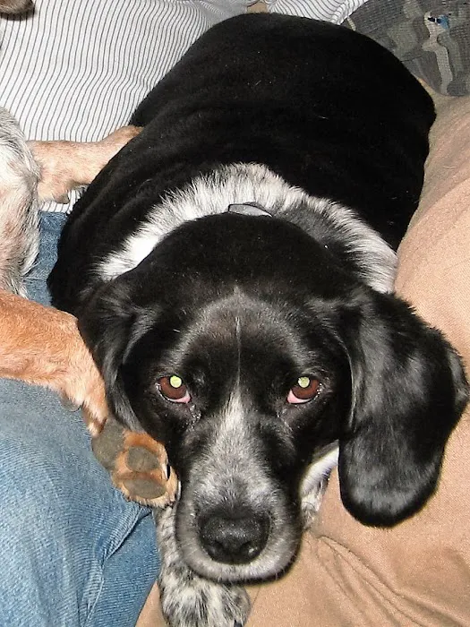 Lannon's Animal Hospital 9