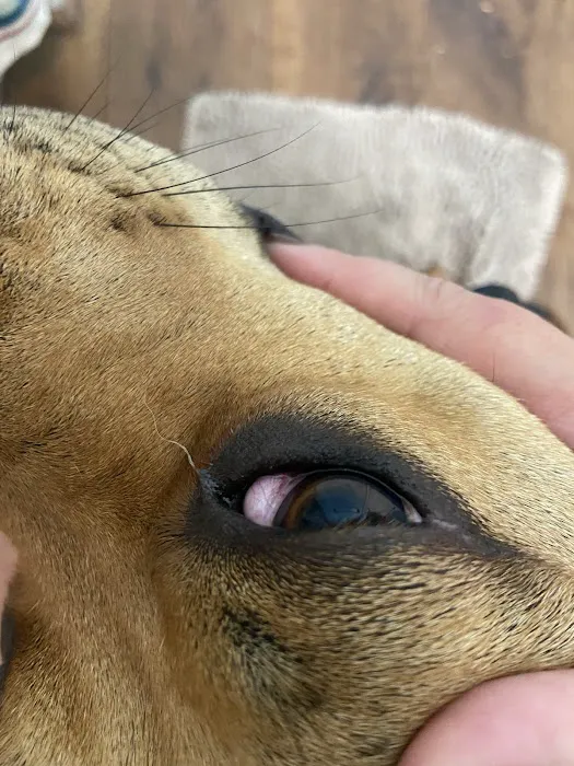 Lannon's Animal Hospital 8