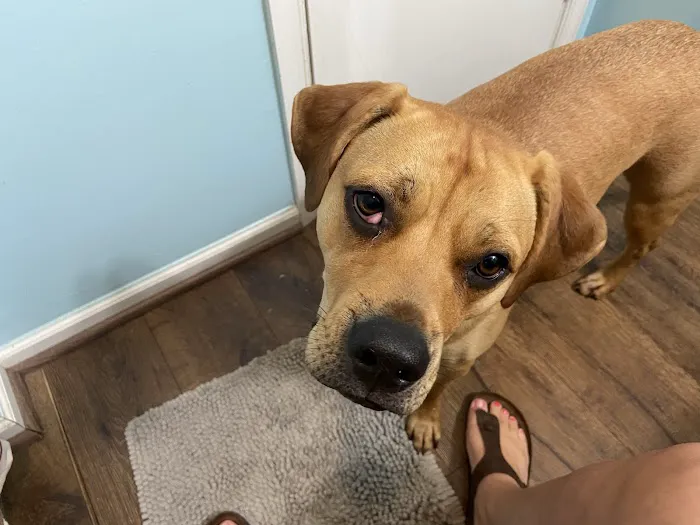 Lannon's Animal Hospital 5