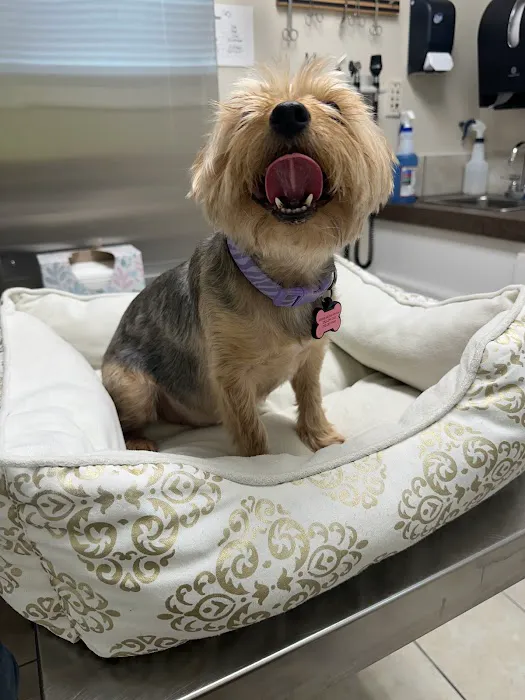 Pasquotank Animal Hospital 8