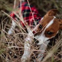 Deer Creek Veterinary Clinic P.A. ico