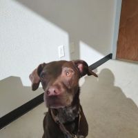 Johnson City Veterinary Clinic ico