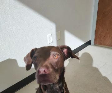 Johnson City Veterinary Clinic