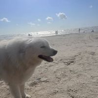 Cypress Creek Animal Hospital ico