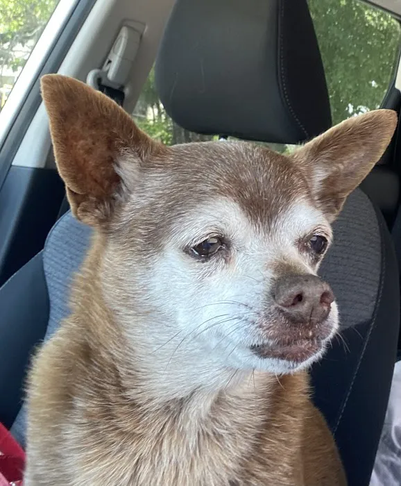 Cypress Creek Animal Hospital 9