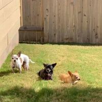 West Side Veterinary Clinic ico