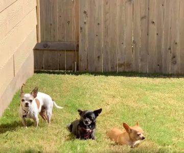 West Side Veterinary Clinic