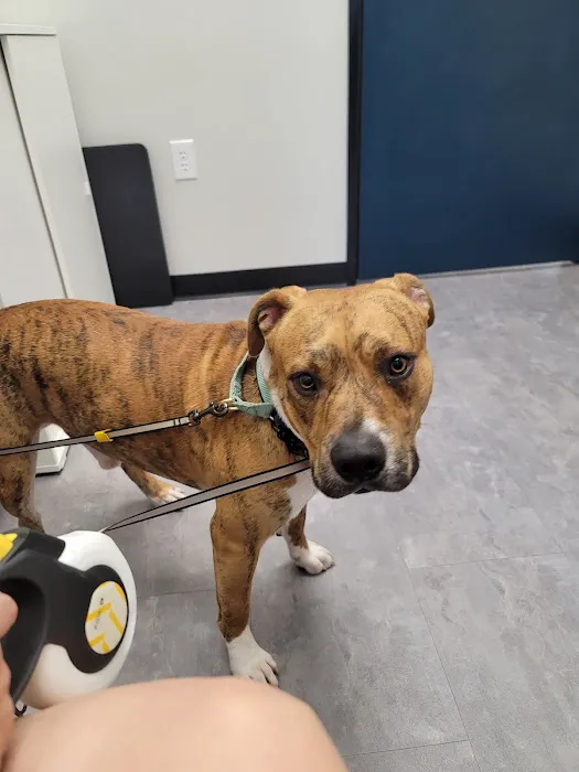 Apollo Veterinary Wimberley 2