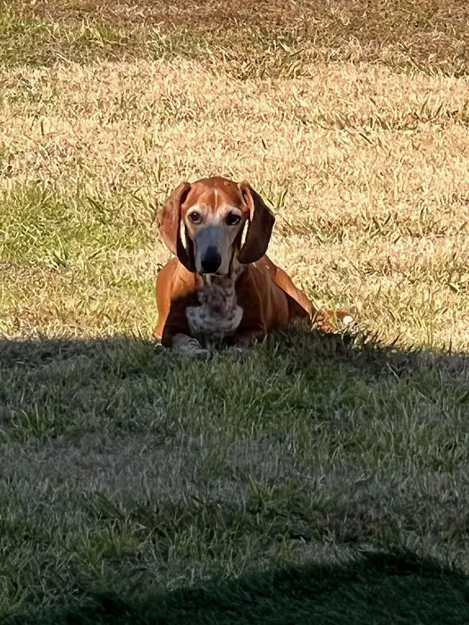 Apollo Veterinary Wimberley 6