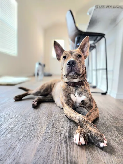 Apollo Veterinary Wimberley 8