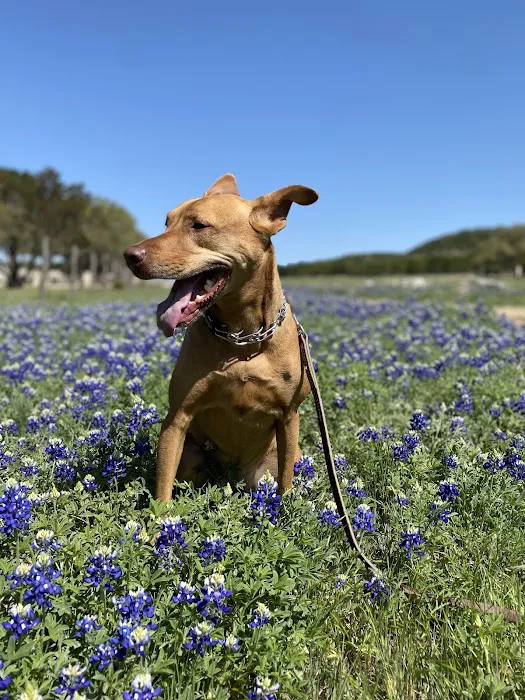 Wimberley Veterinary Clinic 3