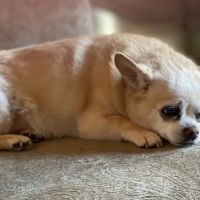 Williams-Sebby Veterinary Clinic & Pet Resort ico