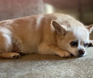 Williams-Sebby Veterinary Clinic & Pet Resort