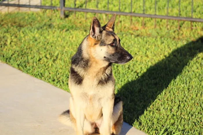 Williams-Sebby Veterinary Clinic & Pet Resort 3