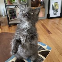 Reynolda Veterinary Hospital ico
