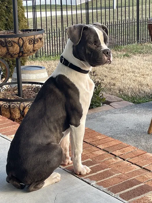 Winston Veterinary Hospital 12