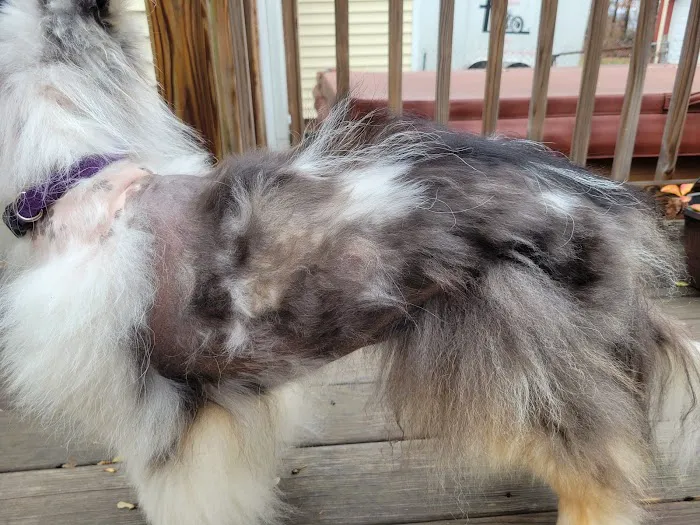 Meadowlark Mobile Natural Veterinary Care: Kathy Radford DVM 1