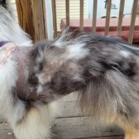 Meadowlark Mobile Natural Veterinary Care: Kathy Radford DVM ico