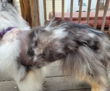 Meadowlark Mobile Natural Veterinary Care: Kathy Radford DVM
