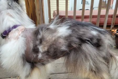 Meadowlark Mobile Natural Veterinary Care: Kathy Radford DVM
