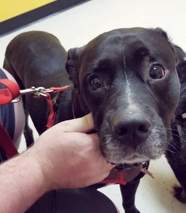 Banfield Pet Hospital 12