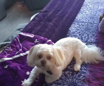 Banfield Pet Hospital