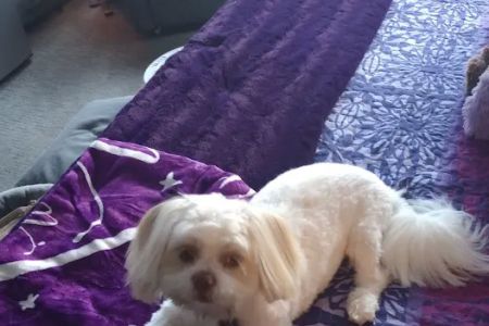Banfield Pet Hospital