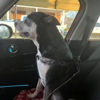 Animal Health and Wellness Hospital ico