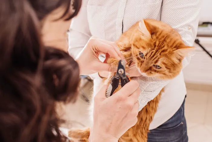Animal Care Clinic of Rural Hall 12