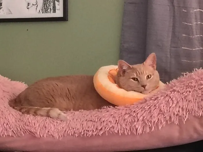 King Veterinary Hospital 12