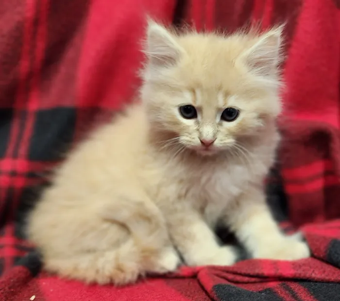 Mountain View Veterinary Clinic 10